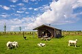 Boerderij Ameland - Parkafbeelding - 5